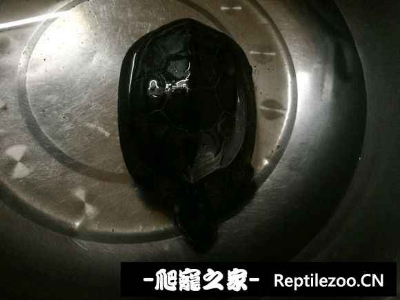 165125xe00oe77ezogwgww.jpg
