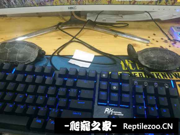 165126i9wl1aww8r8wxcz9.jpg