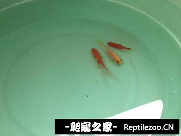 170139zah1h4oixh4hzhho.jpg