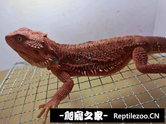 213841vaf9zi83rnqnezd9.jpg