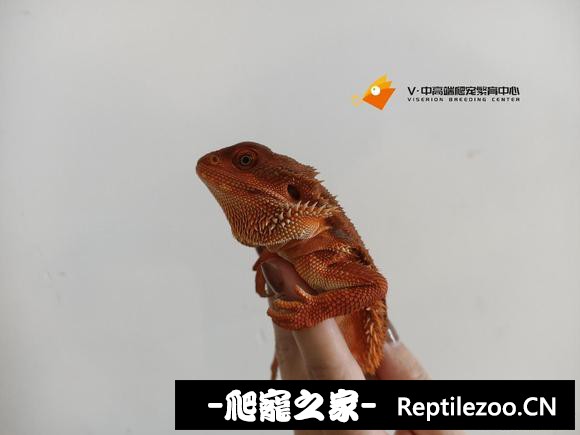 193627o6ui4dq33d83ed65.jpg