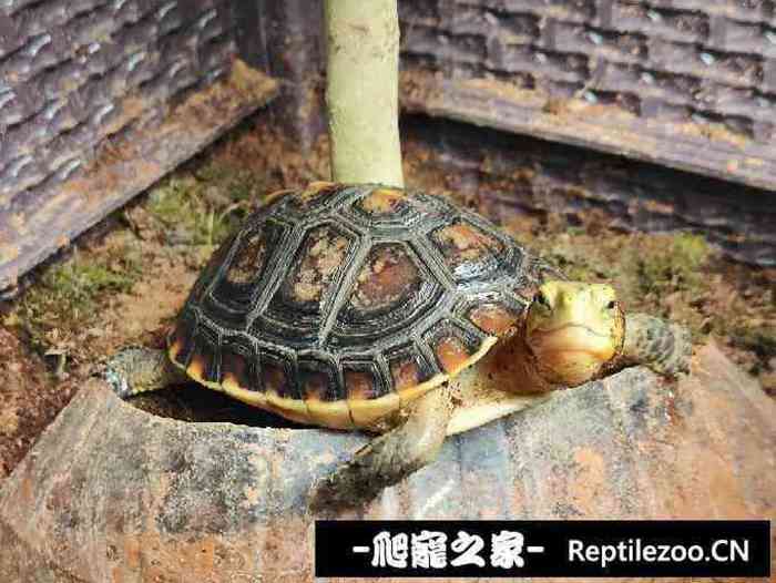 014454vi3hwzn5yw3hcpn9.jpg