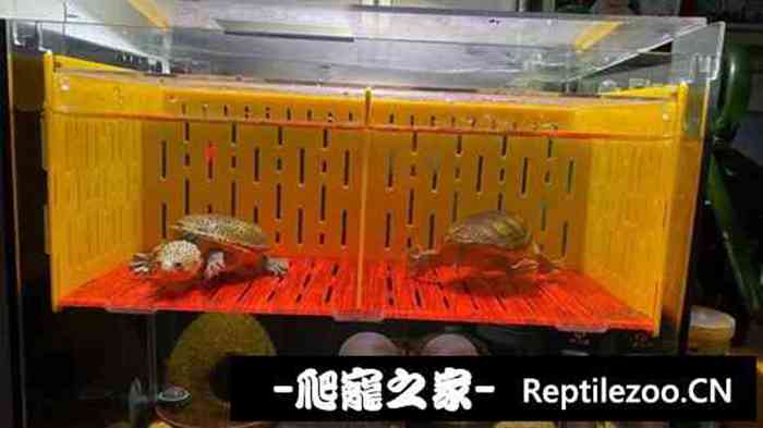 014501c00iv8280m0cai9b.jpg