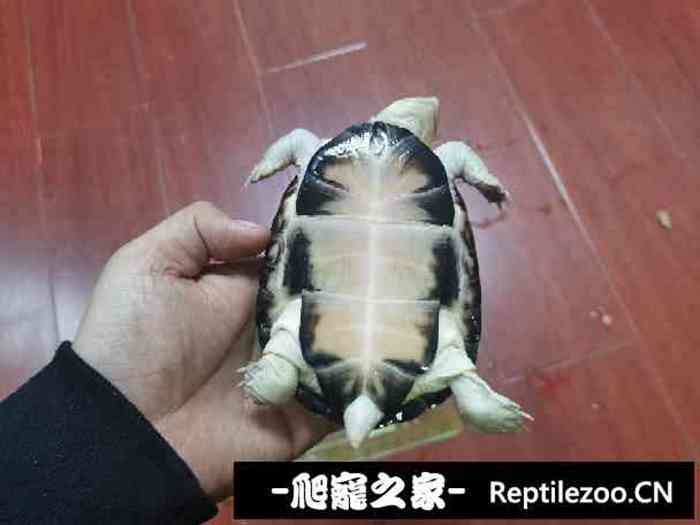 014736ptsklq61tkzntswl.jpg