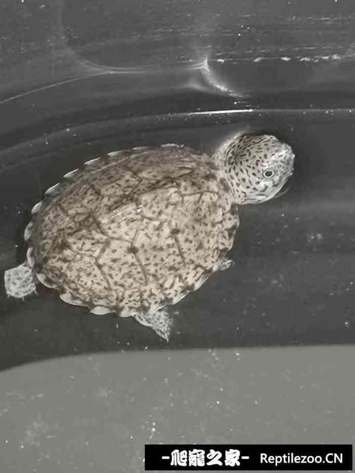 015029pkoi1oi17wkfg39s.jpg
