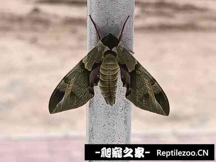 015336bwptwwepwrqpx66f.jpg
