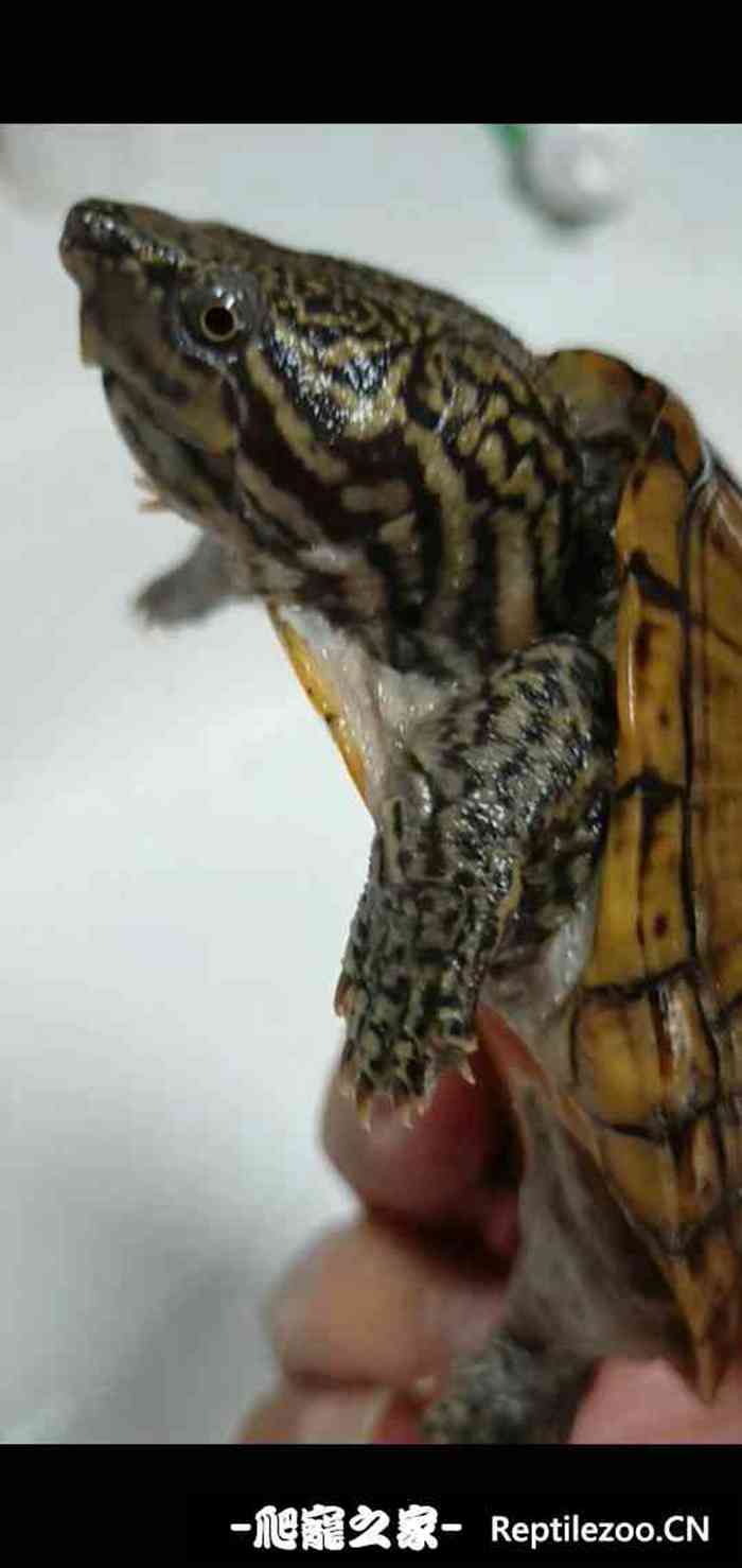 015343syuvspqeufqnfpfq.jpg
