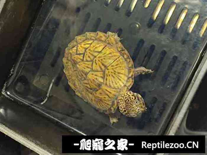 015349myt3xzbgide0hkdj.jpg