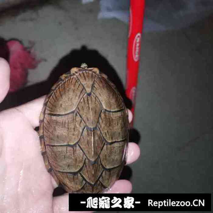015828dy0p2yp5h5ohzm6i.jpg