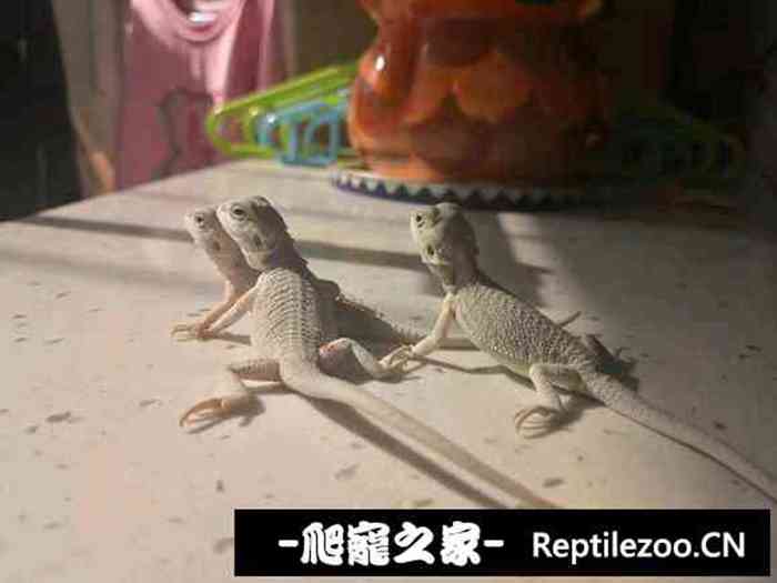023012ozr44d1g0xd450i0.jpg