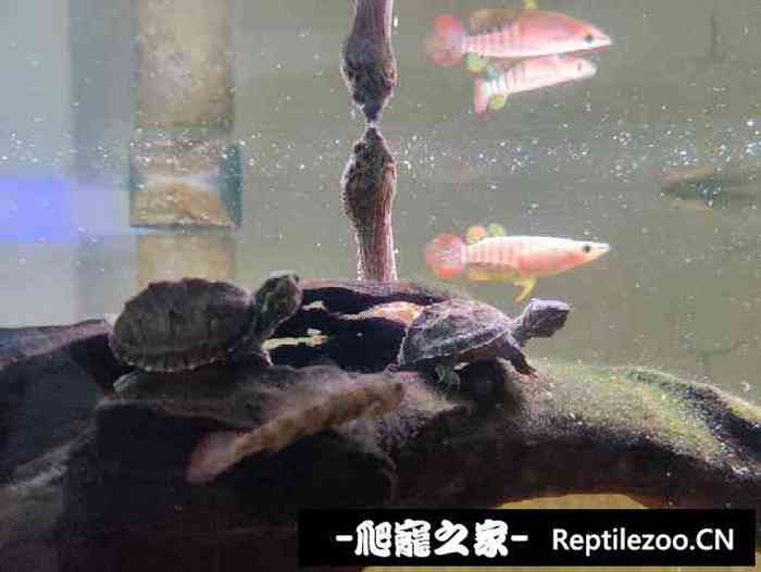 040137lc1xcf4mfzzufuu8.jpg