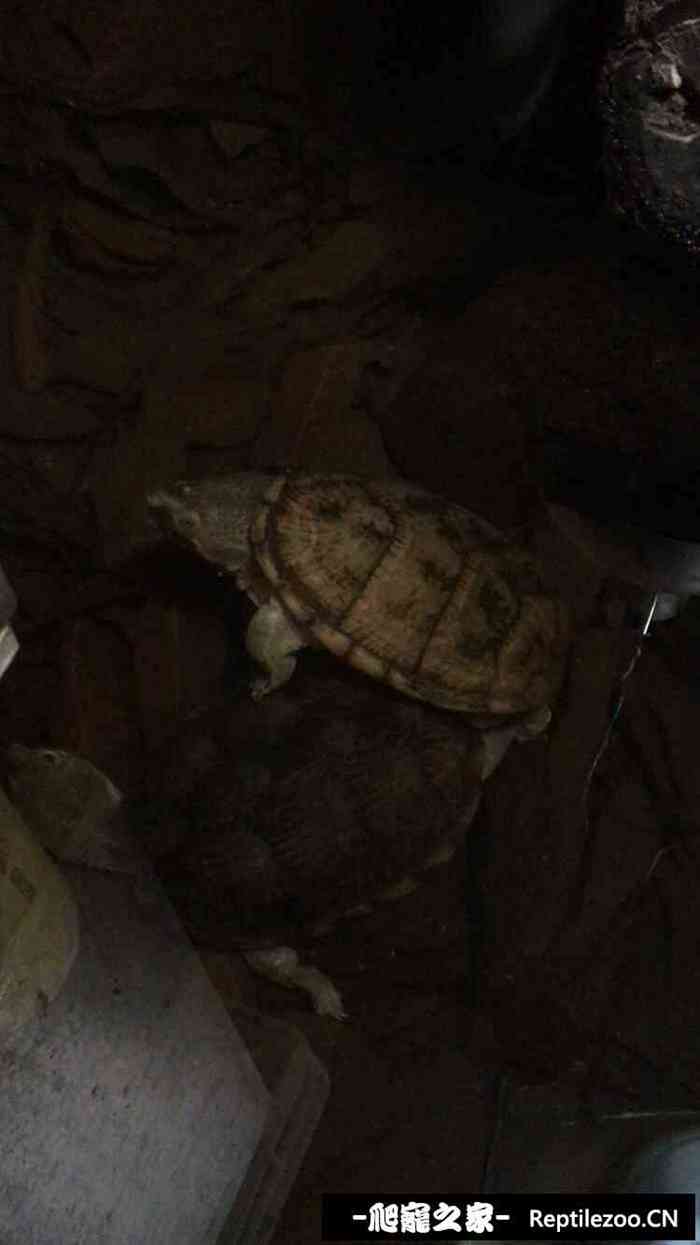 040220lv0p0j7u7g9z0oi4.jpg