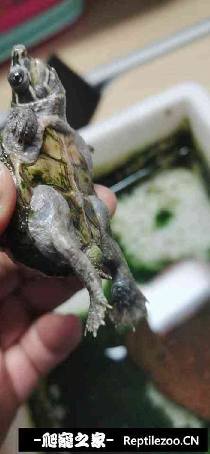 040225yq1pz1330ajp8ypj.jpg