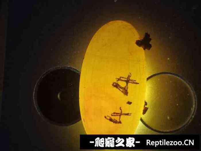 040341tafaw3pwahwhehhs.jpg