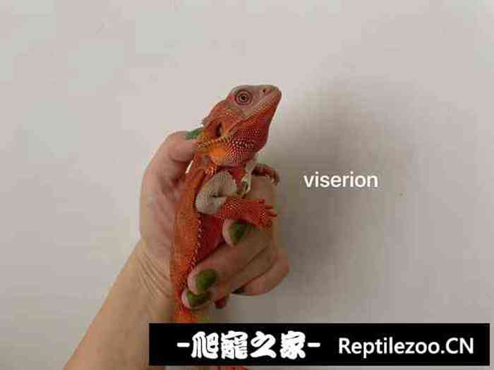 052557f4zzrkgr191cwawn.jpg