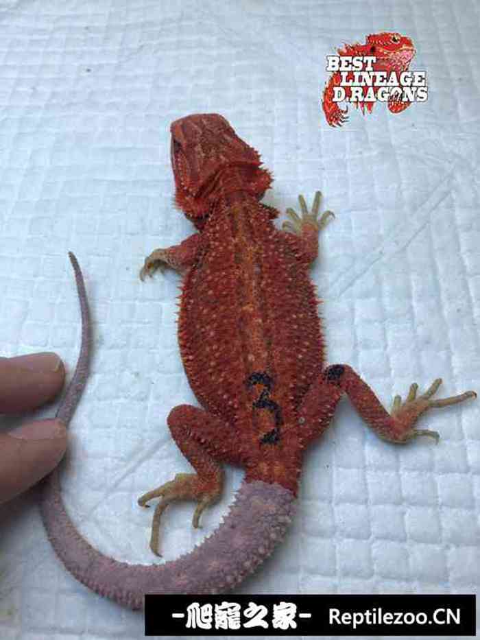 104557way0tlwy4bjj2c54.jpg