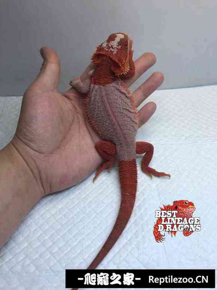 104558y2m9h00fa0hh9bcm.jpg