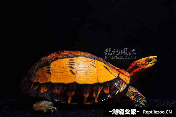 122730rdxppiidr2pfe7iw.jpg
