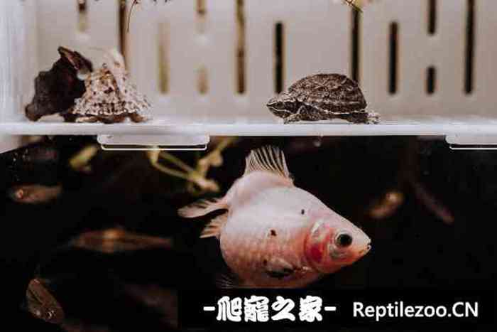 125003v1gn8gqgnnc18j5b.jpg