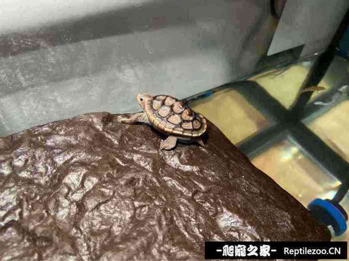 125051oipbkismbk2mci2q.jpg