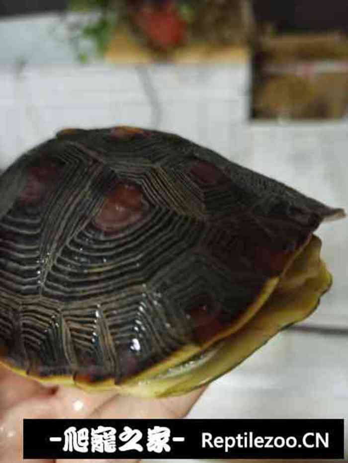 130031vyzhrieygyr1hodw.jpg