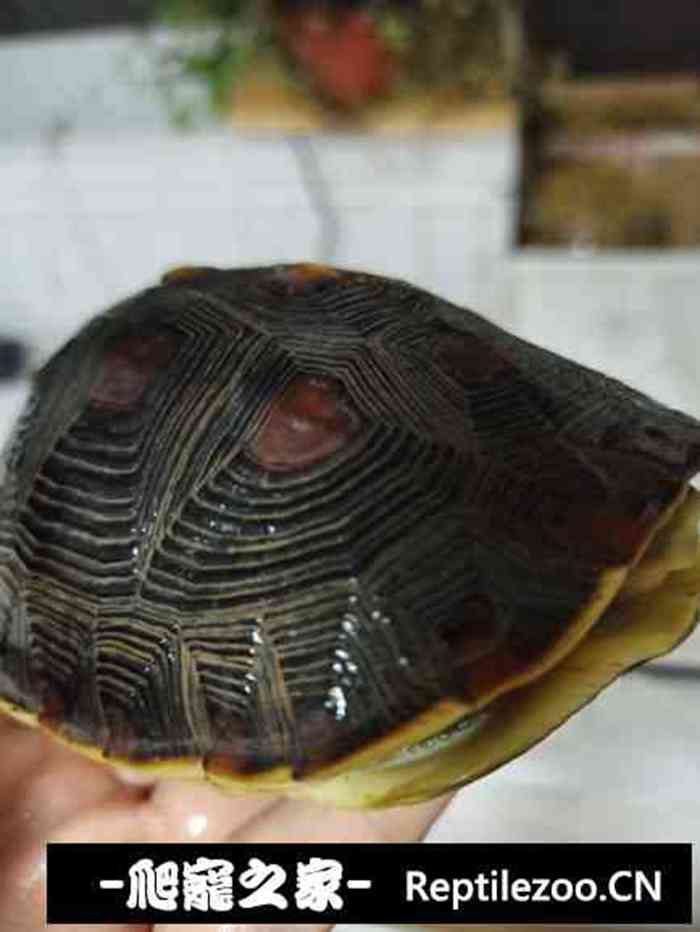 130032issjxk5xlnn1rqtn.jpg