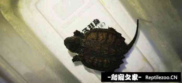 130127h1bkv697hhh0khoh.jpg