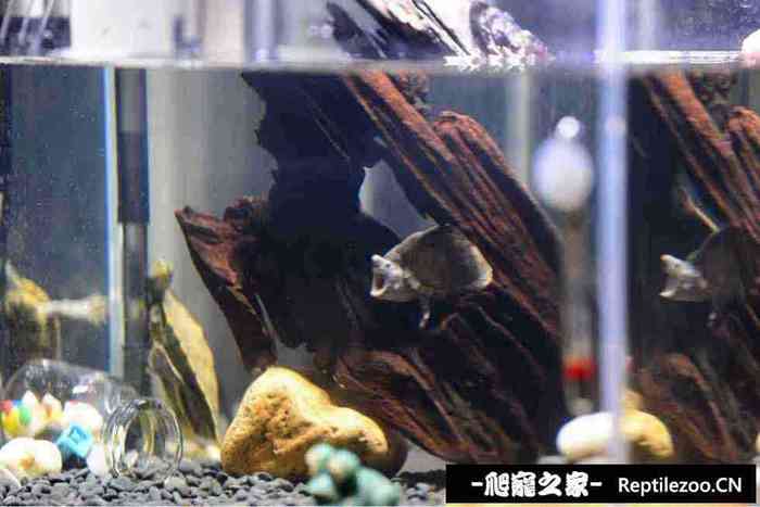 130456w9qigb9b98gheebl.jpg