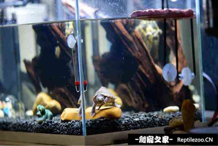 130457dbl8wwwpshhe5gii.jpg