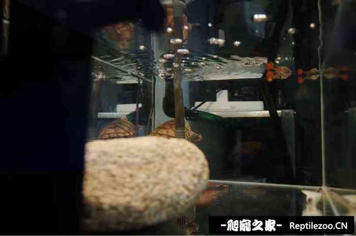 130554bzk4zkbbxks8ivvv.jpg