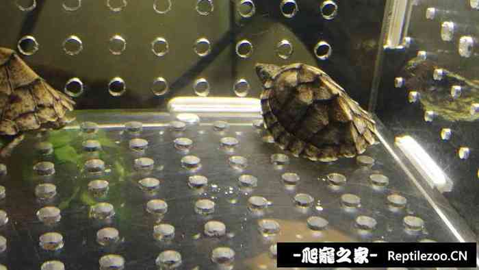 130620dxki9hjxptcw81rl.jpg
