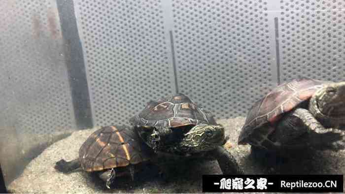 130755cfcaysjsaq46qfp4.jpg