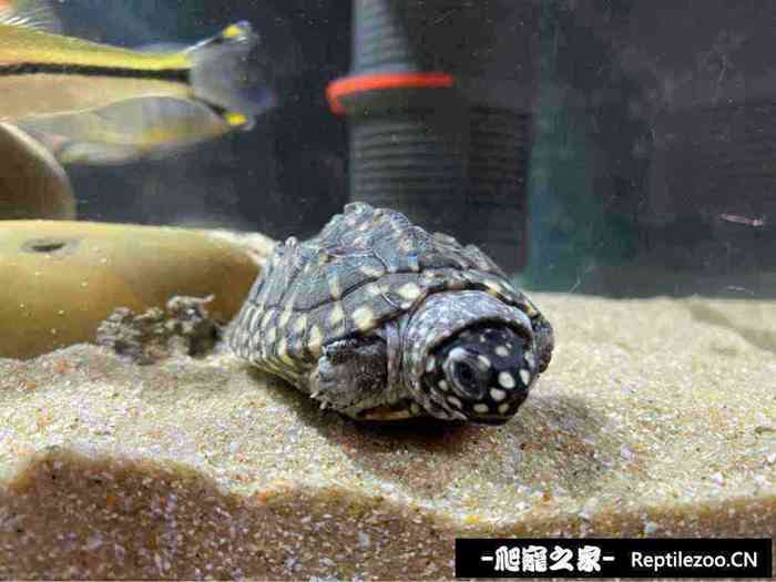 131037n7gyju3wjr7l4k4r.jpg