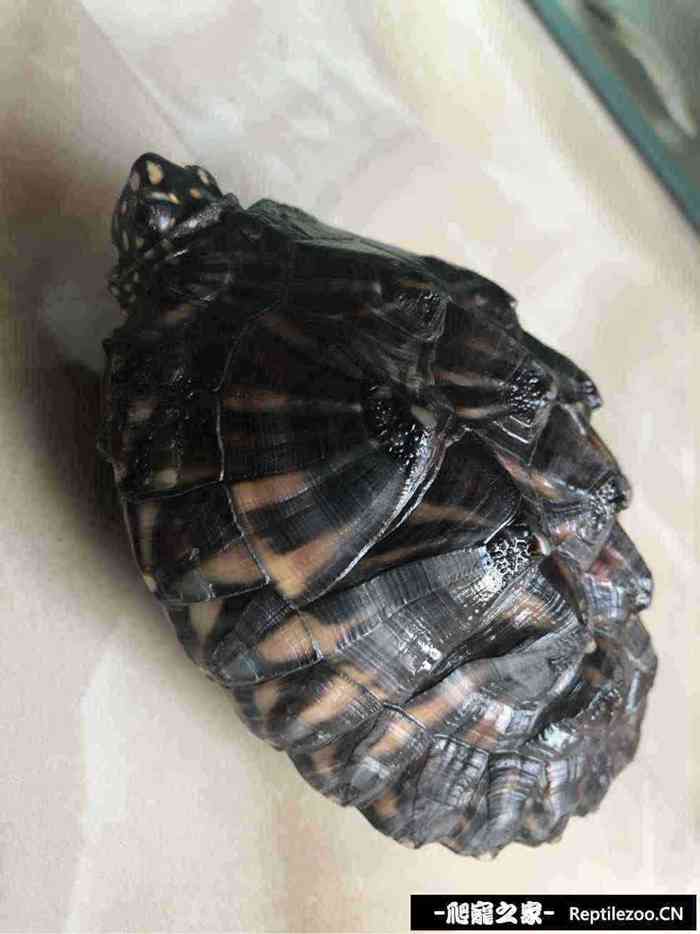 131134j0mmscfs55xckm9c.jpg