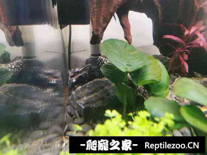 131314lvu87xlxizqpx4il.jpg