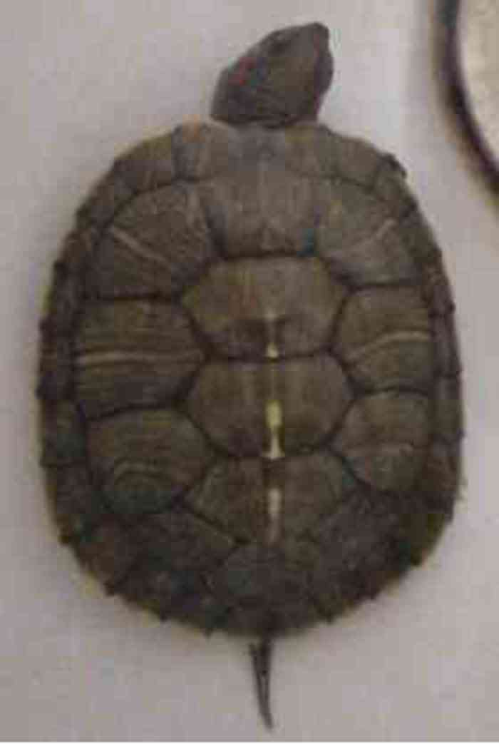 131732agfm0mgaoirggg22.jpg