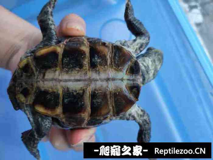 132449jfvfnr44m4bug97b.jpg