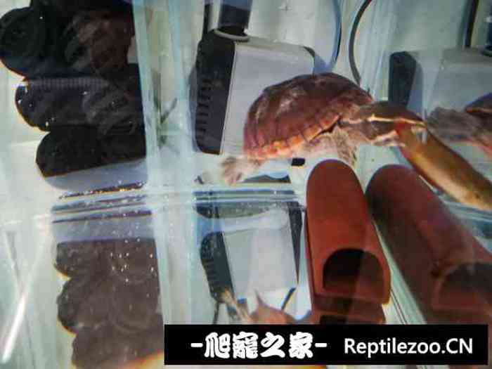132611mrtlt1il0afbprf0.jpg