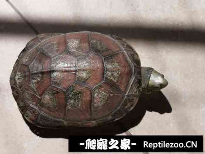 133127lu2jiggia8gy8v82.jpg