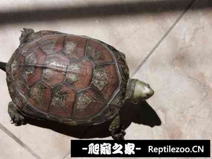 133127rmphdaqpcnham3zs.jpg