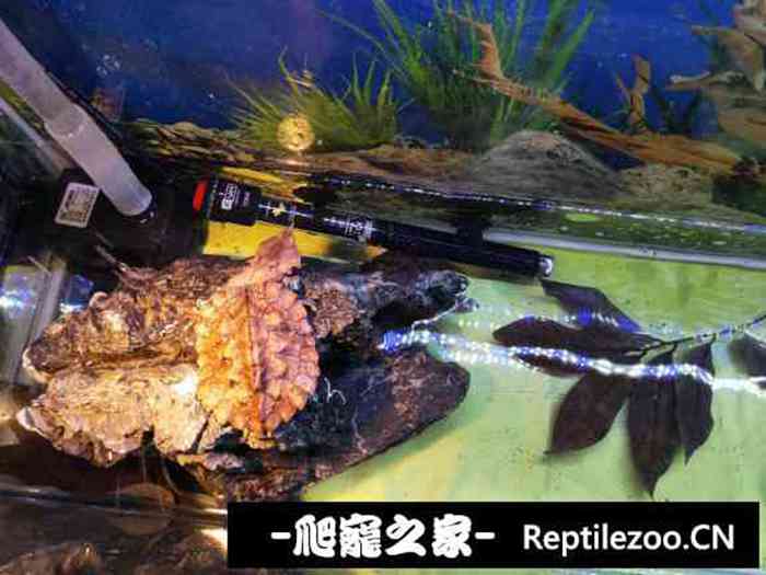 133353hkf8h66sk1bkhktt.jpg