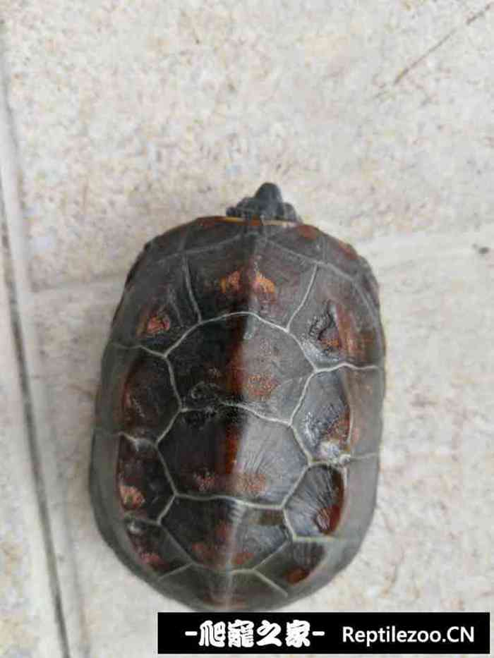 133414vz6opocjdjcjpljl.jpg