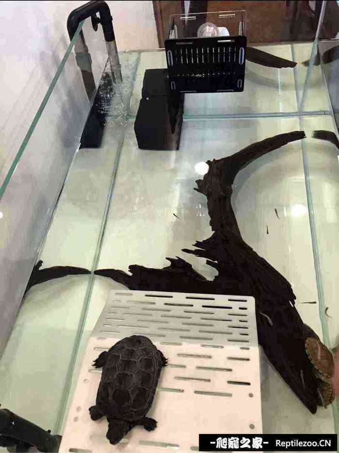 133626wvciuuzspzpsvihi.jpg