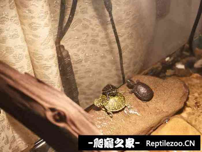 133851upuuooxan4w4qhwx.jpg