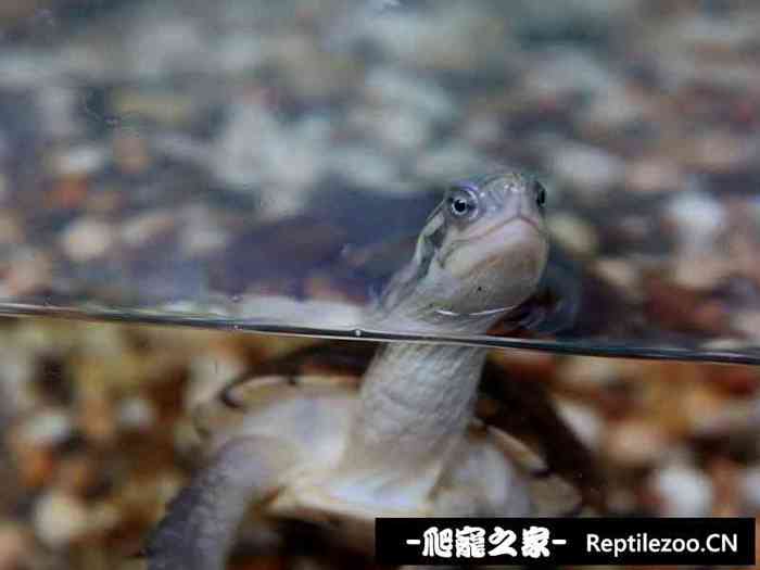 134252nttd1vn5ry7877td.jpg