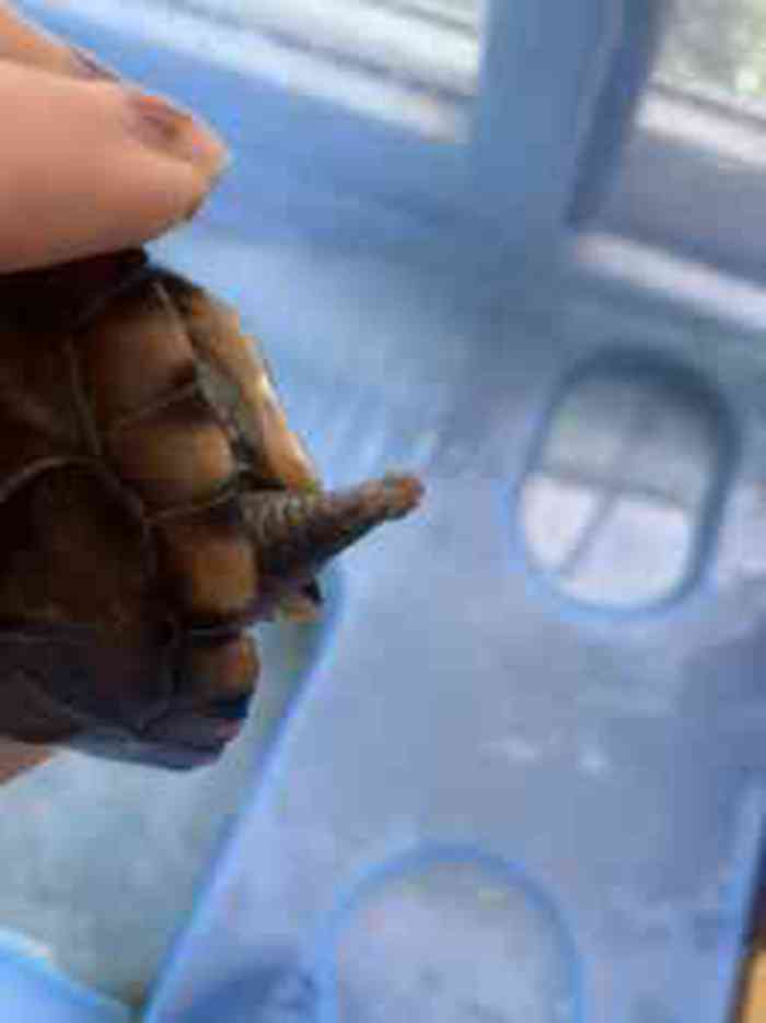 135520moth3o443d55ll7f.jpg
