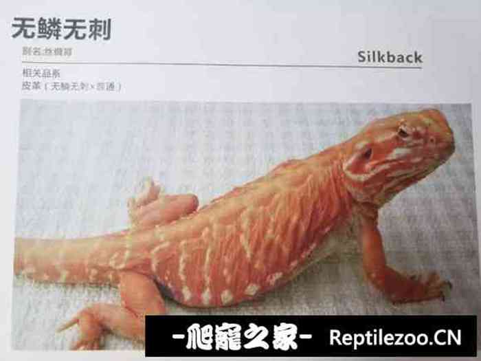 141310l5ewwxwux4pueyzo.jpg