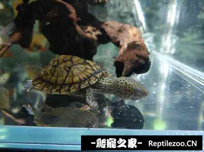 150505w7tw6uwuu9aszqzu.jpg