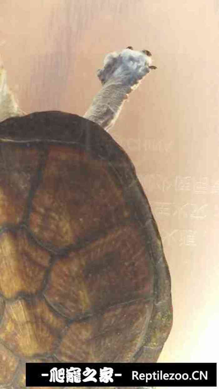 151443a5iroti7rwibormw.jpg