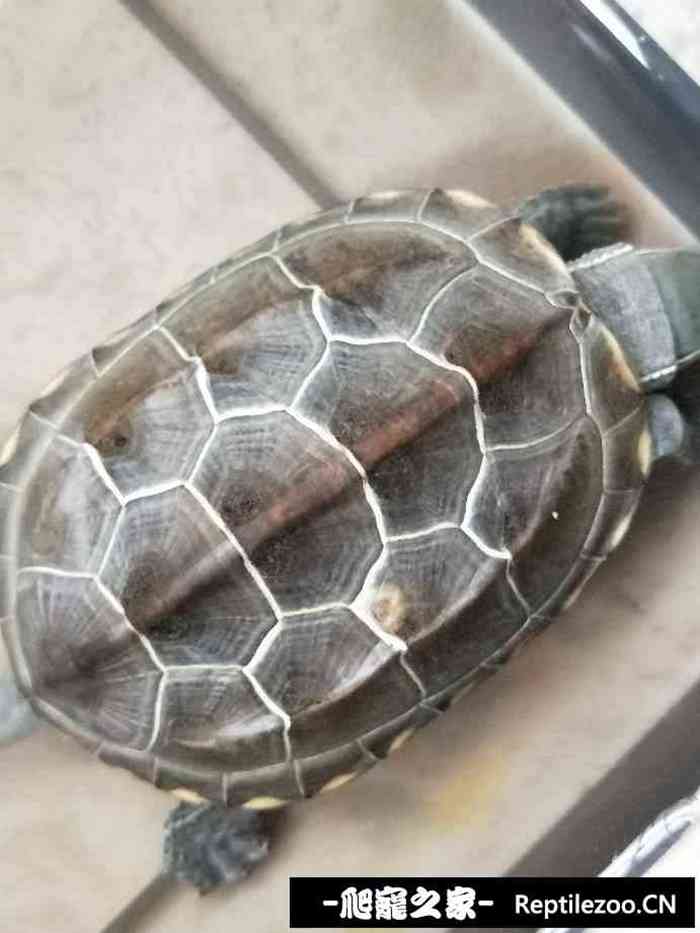 153545o8usuw3b8dsbho1x.jpg